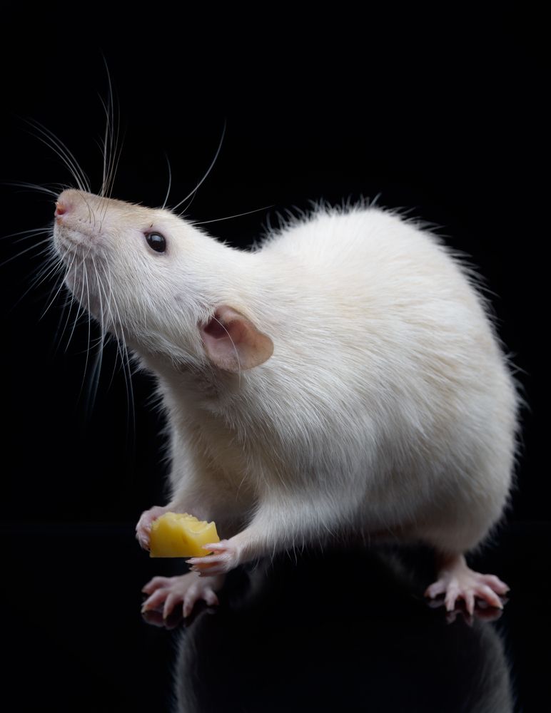 Фотография автора Сизов Кирилл