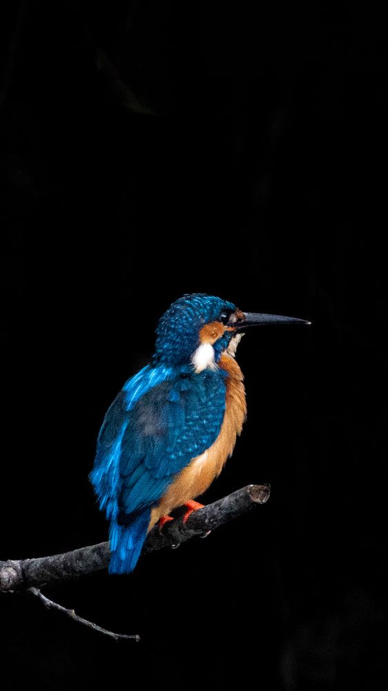 Фотография автора Raoul Rutnam