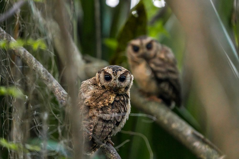 Фотография автора Raoul Rutnam