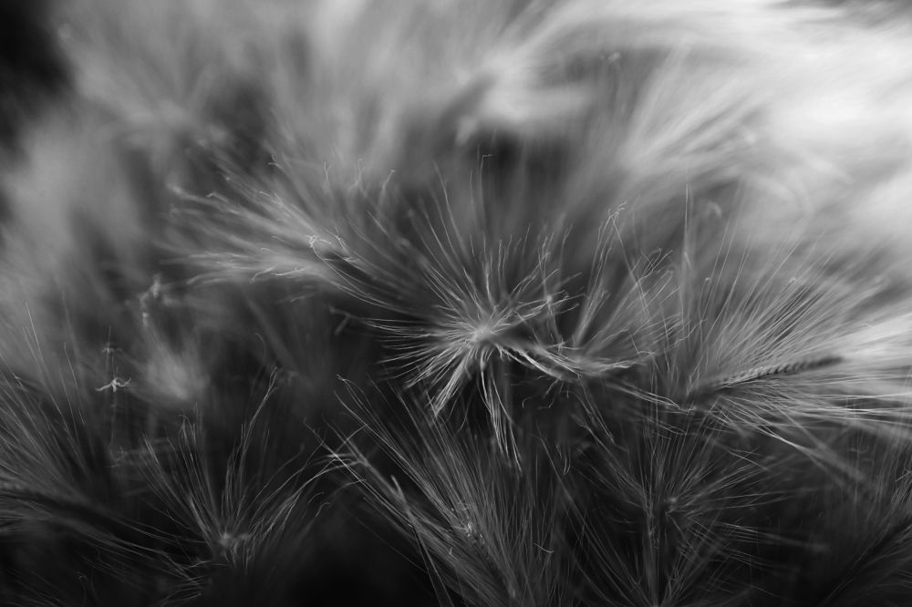 Легкость бытия