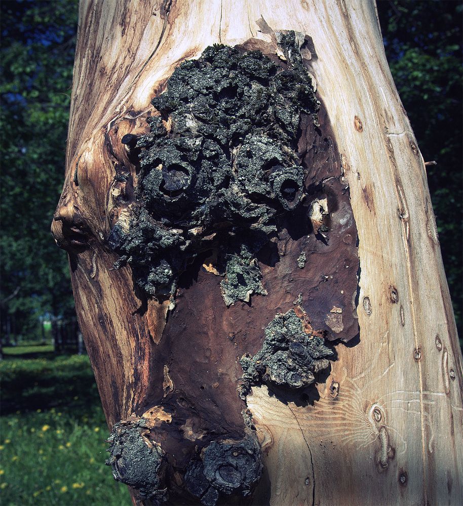 Photograph by Илья Веулоп