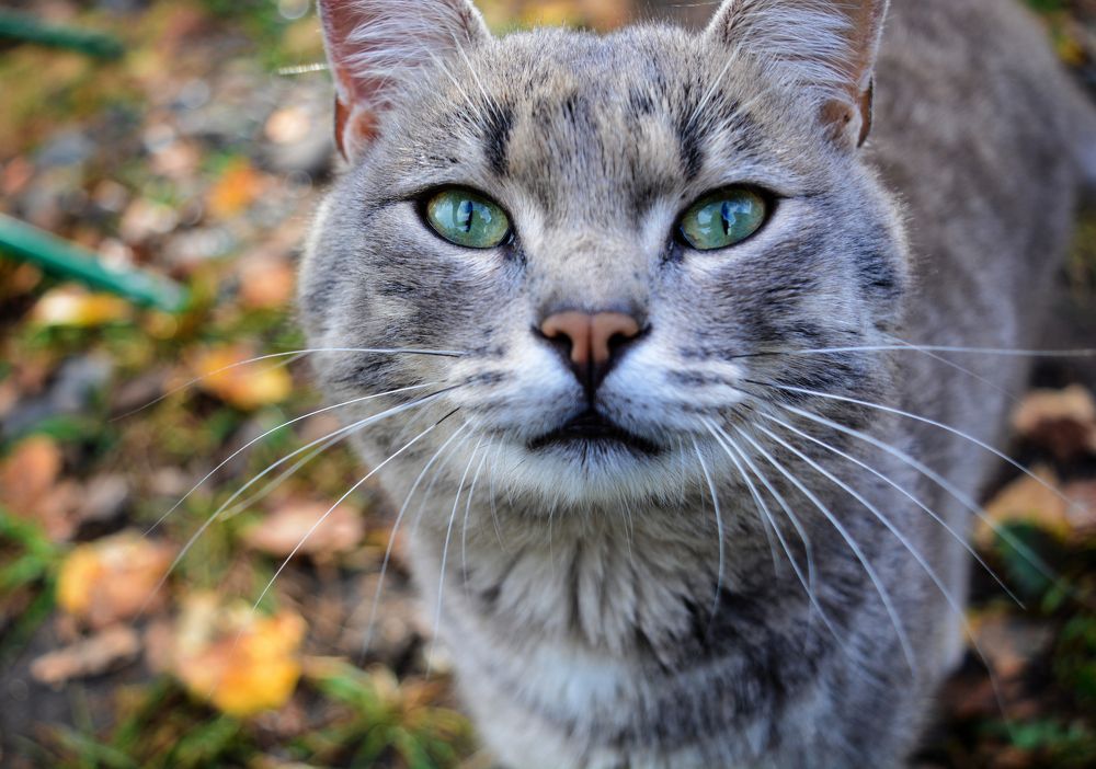 Photograph by Ирина Киевская