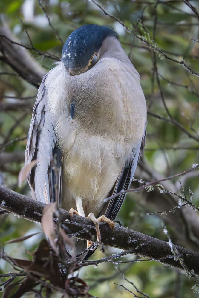 Black-Crowned Night Heron Portrait