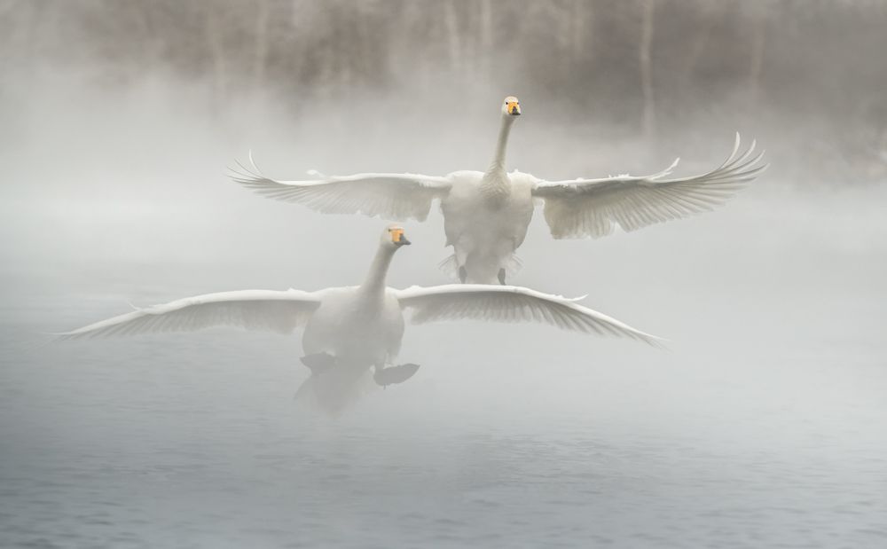 Там, где лебеди зимуют