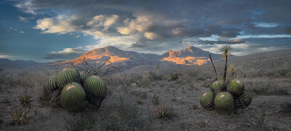 Biznagas and Mountains