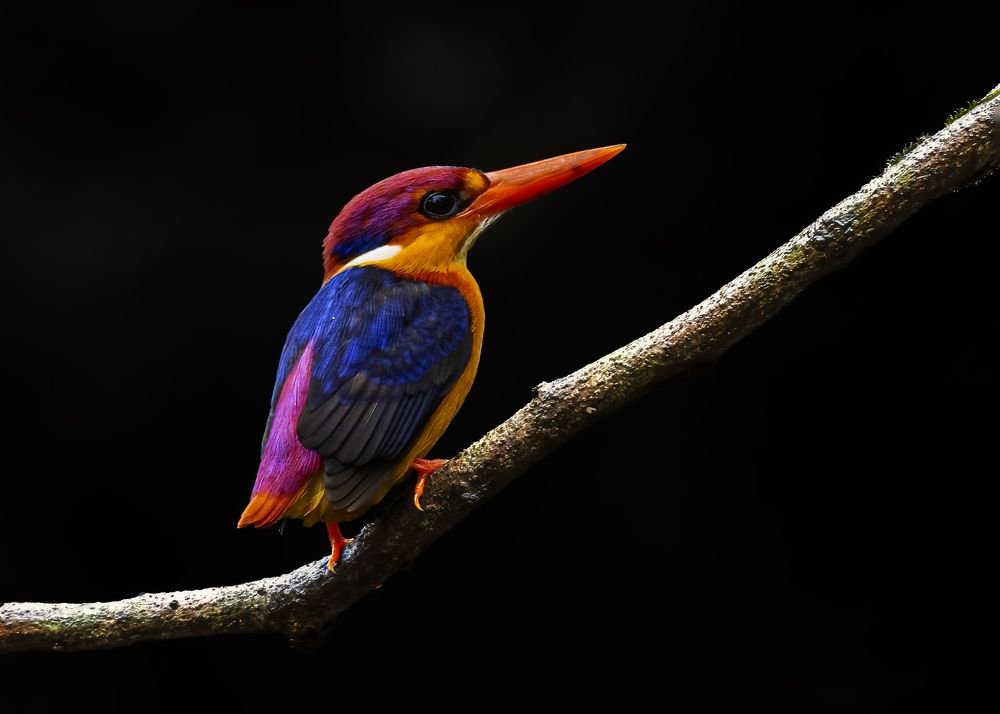 Photograph by Ebenazar Isaac