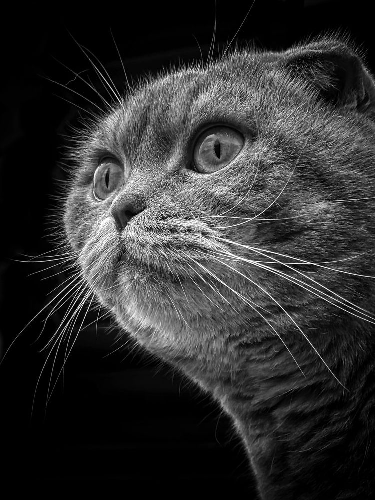 Фотография автора 