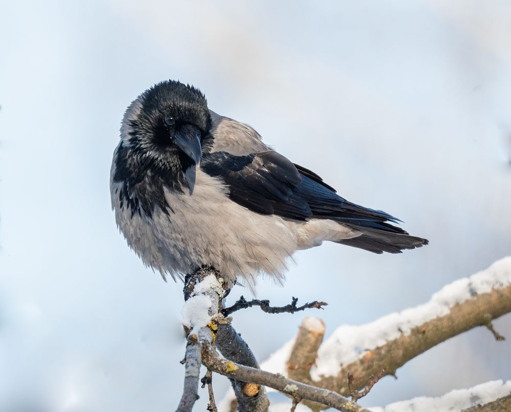 Photograph by Курлянцев Алексей