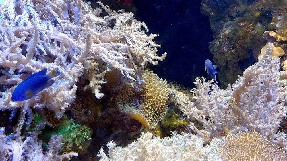 Photograph by Галина Мазур