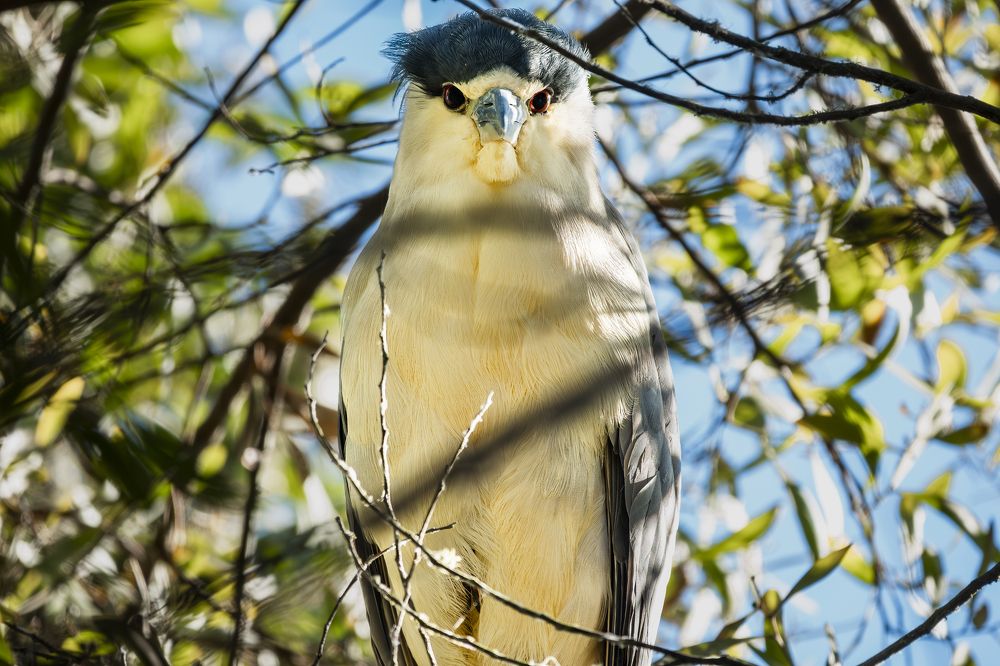 Black-Crowned Night Heron Portrait