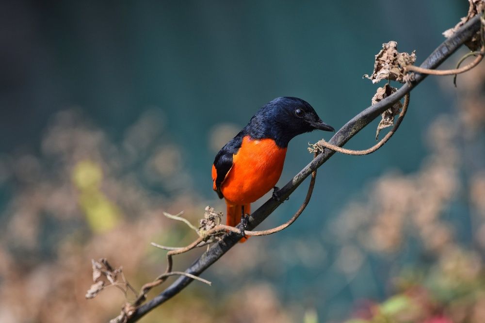 Photograph by Sujoy Chanda