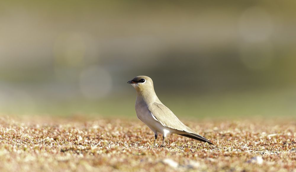 Фотография автора Mohammed J. Ahmed