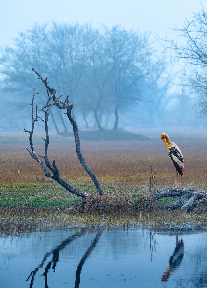 Фотография автора Mainak Halder