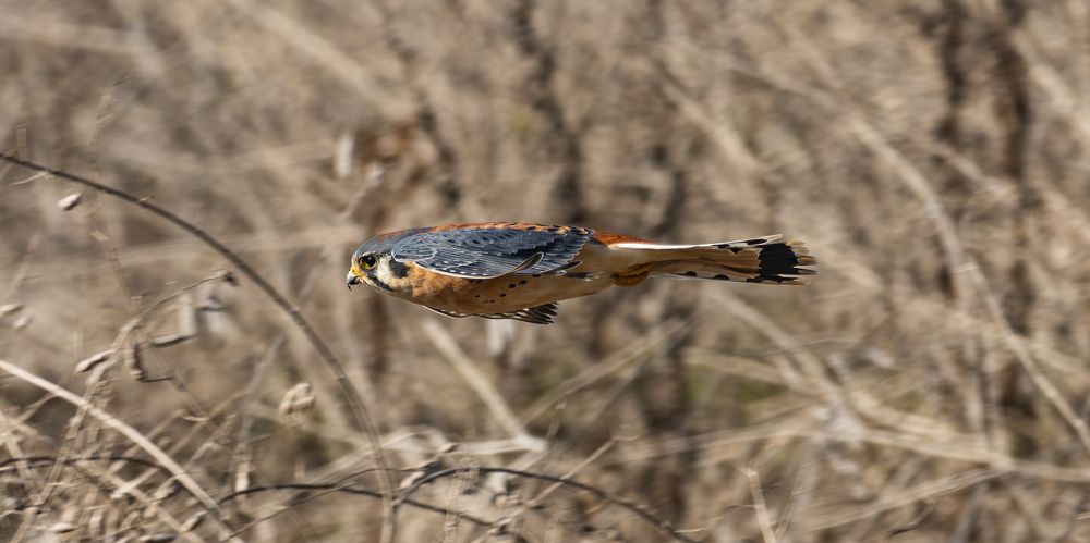 Diving American Kestrel