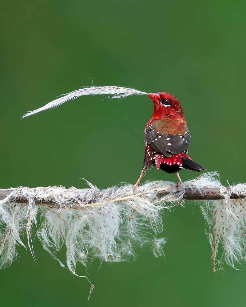A perfect nesting material