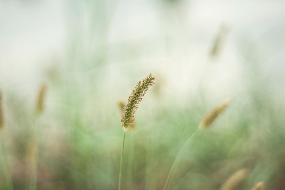 Photograph by mohammad reza ghorbanzade