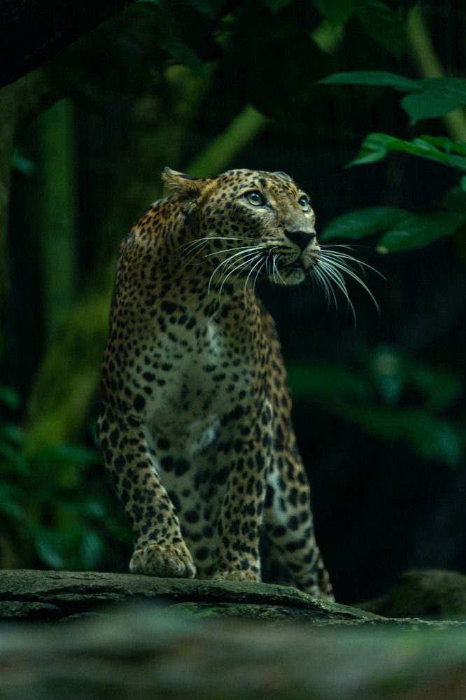 Photograph by Niveth Kumar