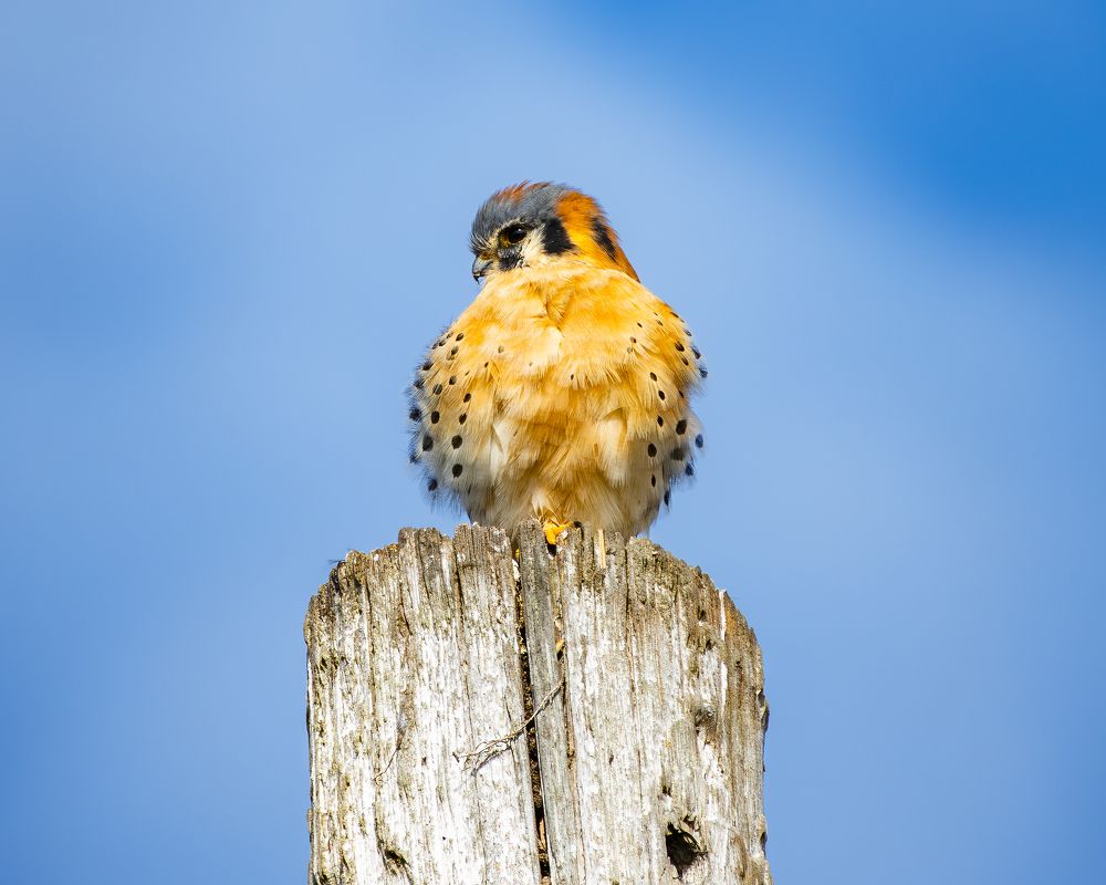 American Kestrel Portrait