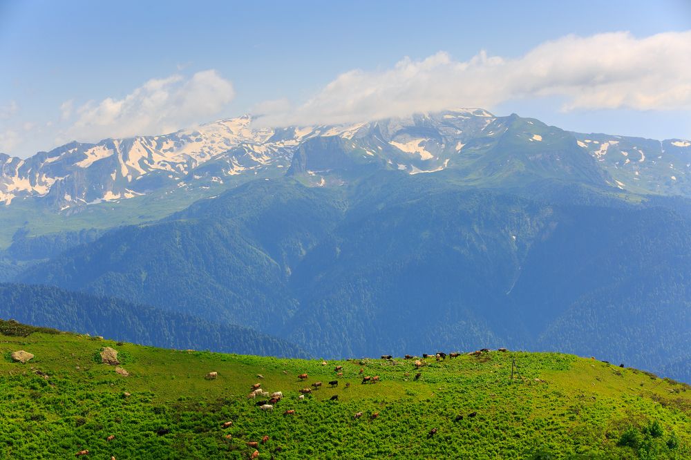 Зелёные пастбища в горах