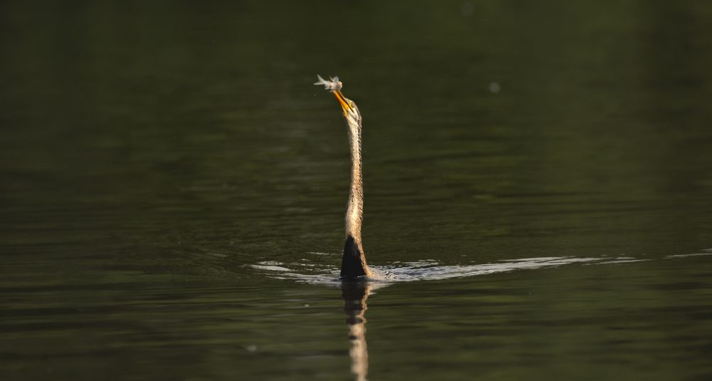 The Focus --> Perfect Catch.