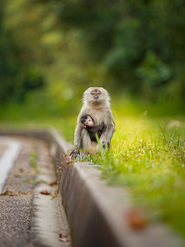 A Mother's Embrace: Creating a Safe Haven for Baby Monkeys