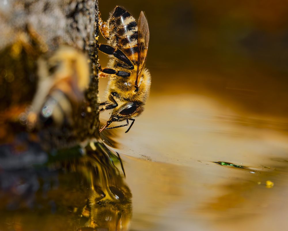 Thirsty Honey Bee