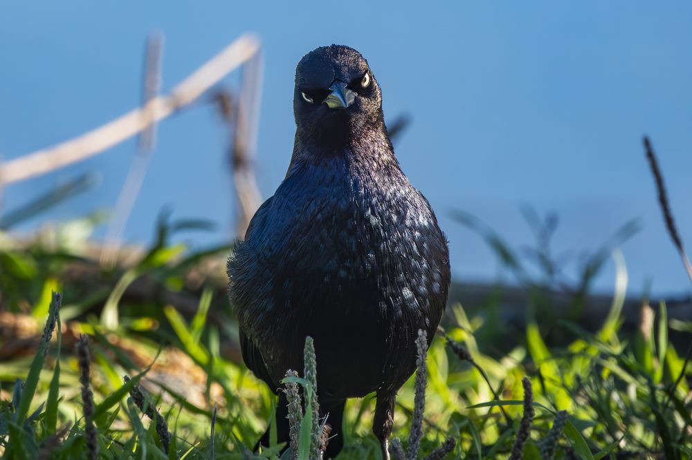 Brewer's Blackbird Portrait