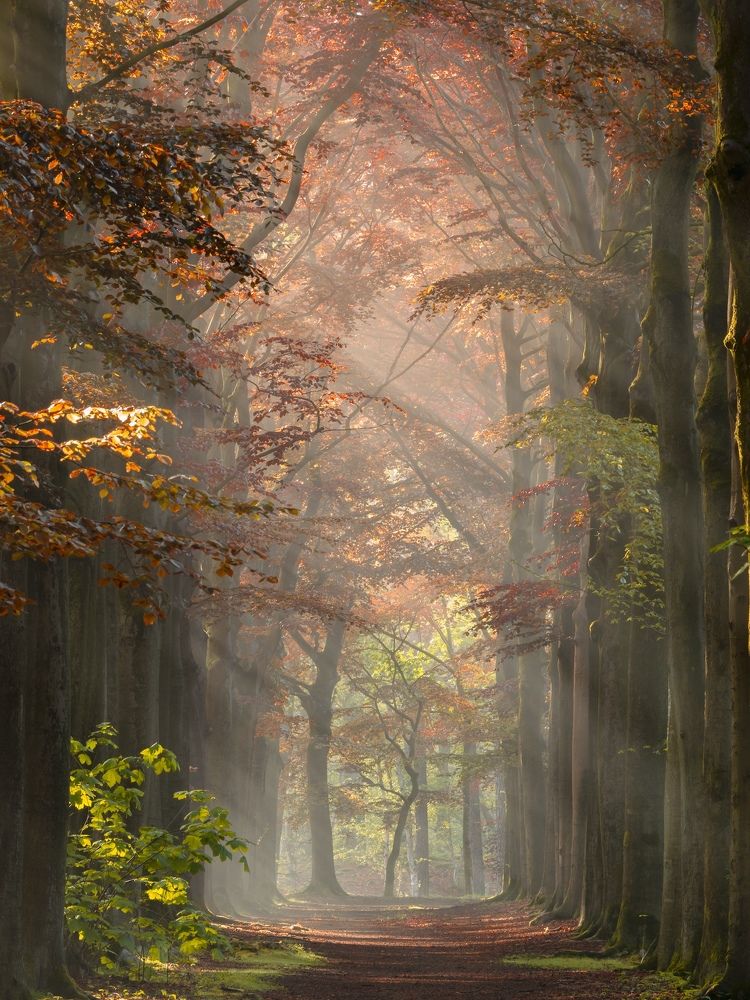 The illuminated cathedral of the forest