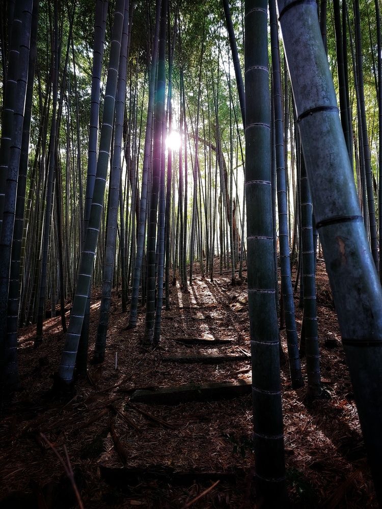 Фотография автора jc tan