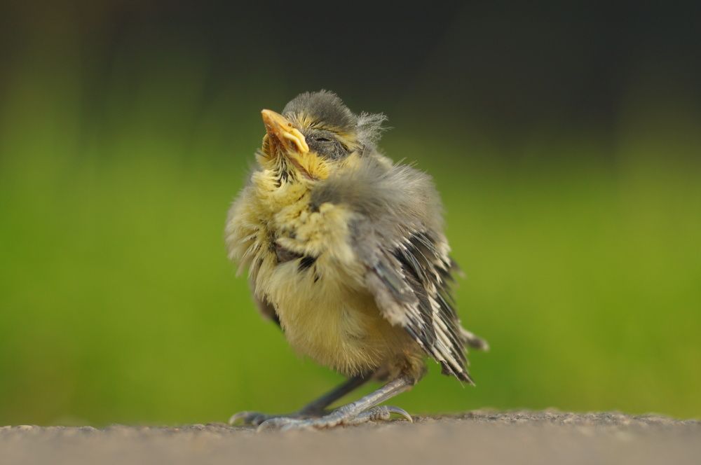 Photograph by Александр Базарный
