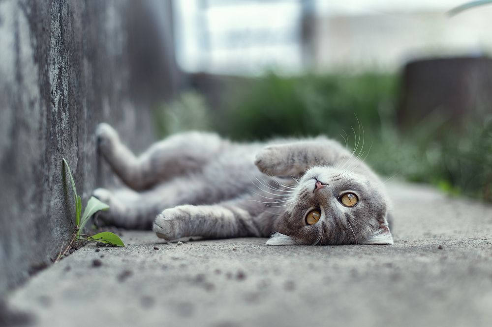 Photograph by Чорный Александр