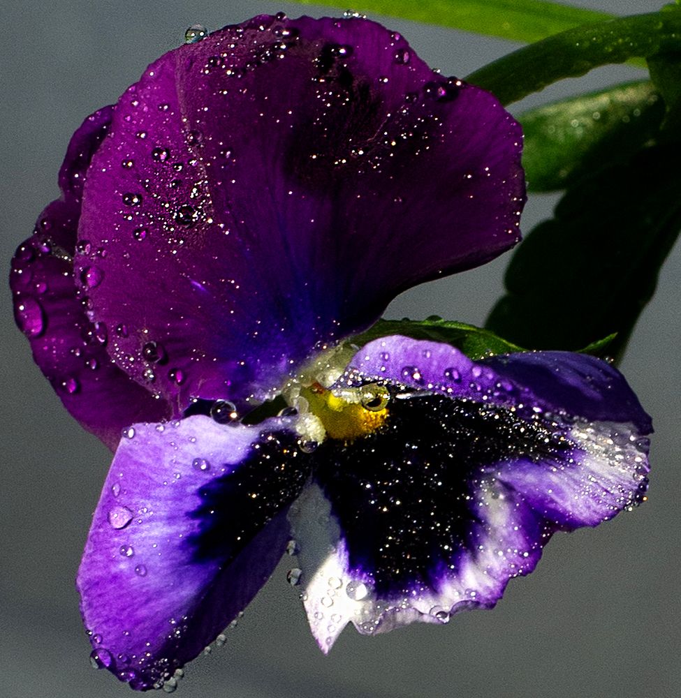 Photograph by Елена Куртеева