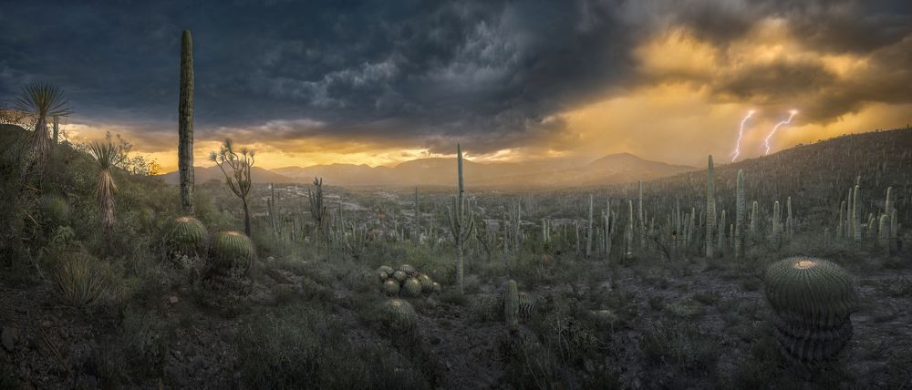 Photograph by Luis Lyons