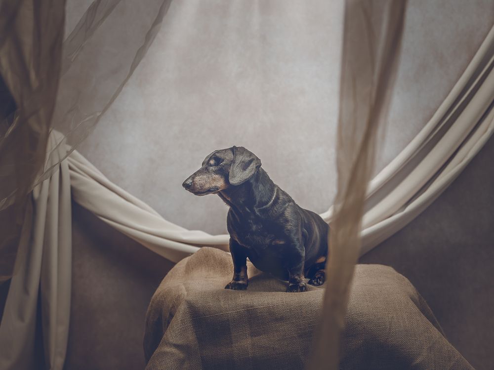 The beauty of a blind dog