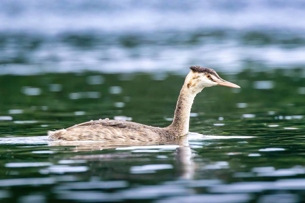 "Водоплавь"