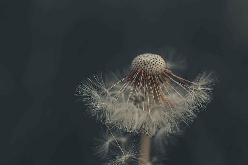 Photograph by gustavo adolfo ramos del rosario