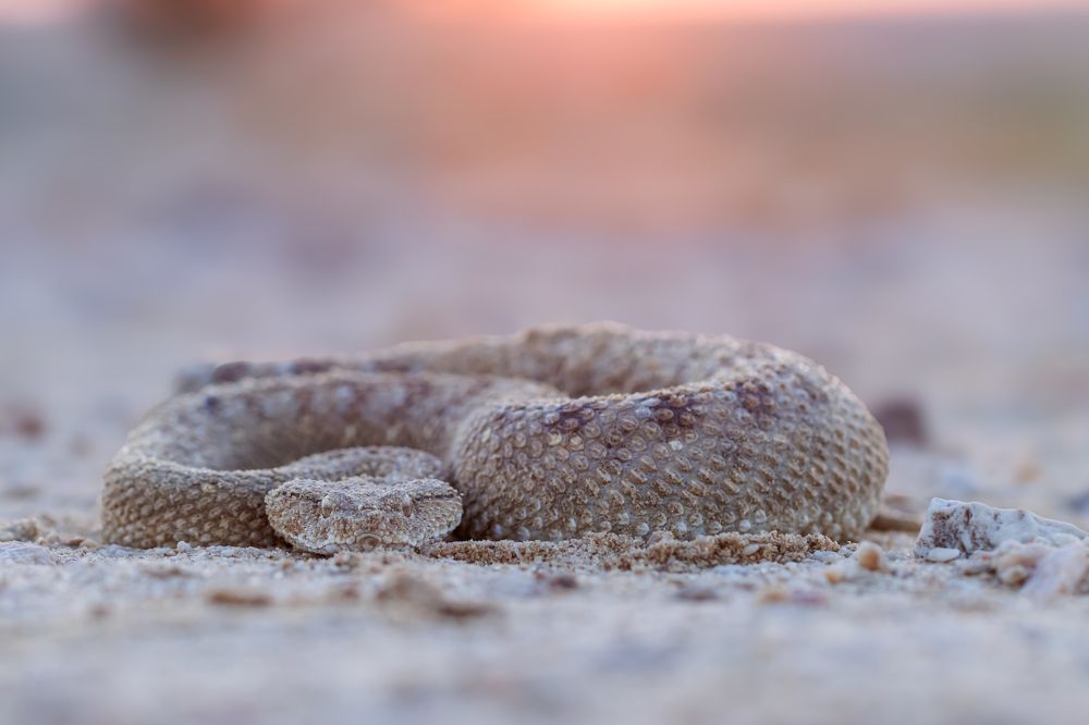 Фотография автора Rajath Sasidharan