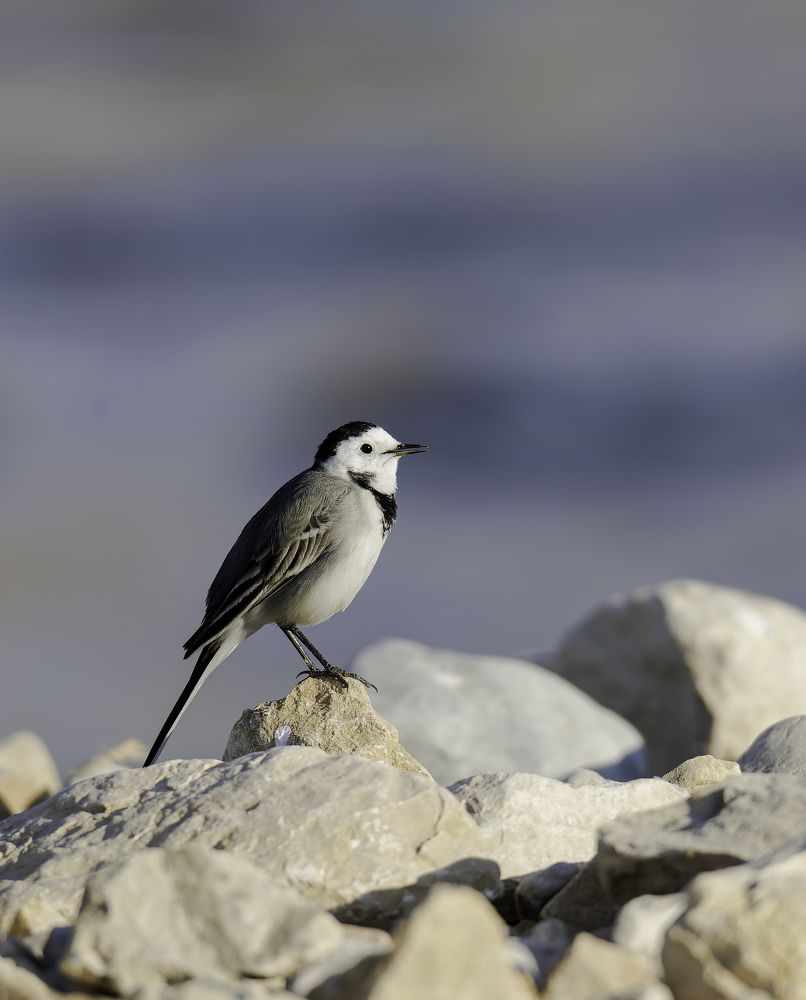 Фотография автора Mohammed J. Ahmed