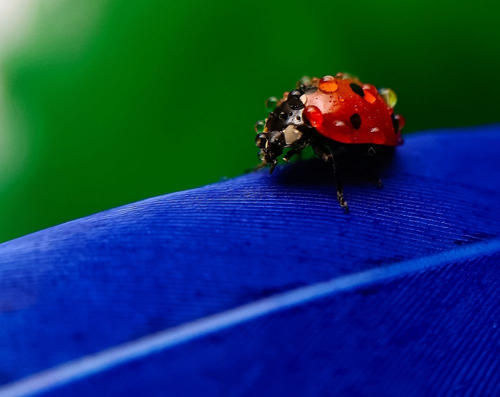 Красный-синий-зелёный.