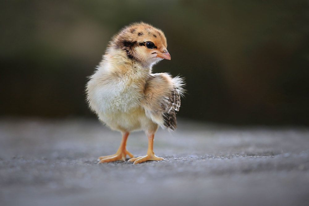 Photograph by Виктор Смирнов