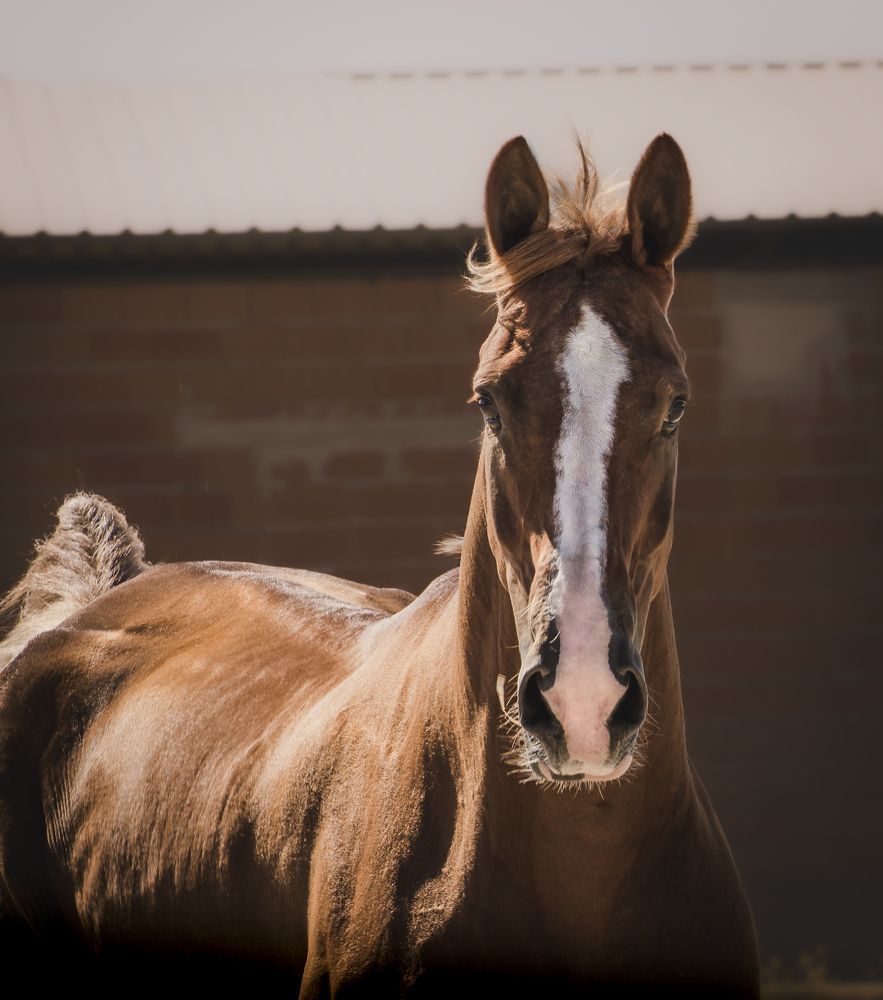 Photograph by Ángel Esteban