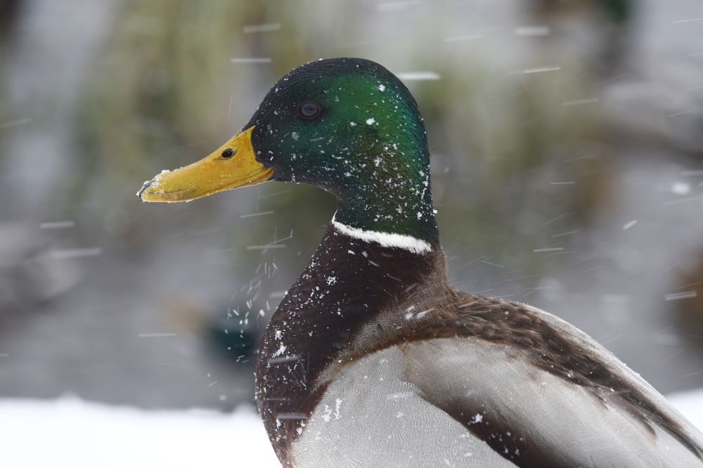 Photograph by Владимир Микрокосмос