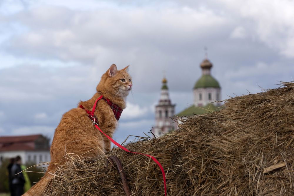 Photograph by Татьяна Акулова