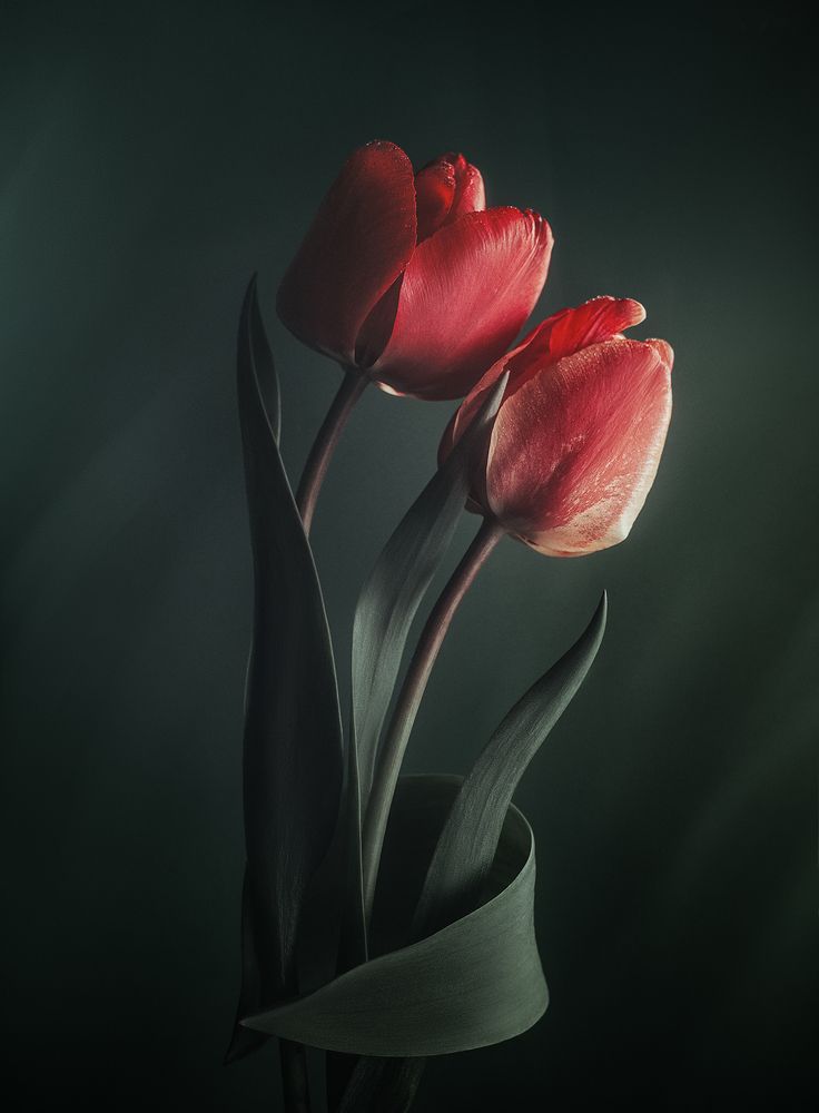 Photograph by Чорный Александр