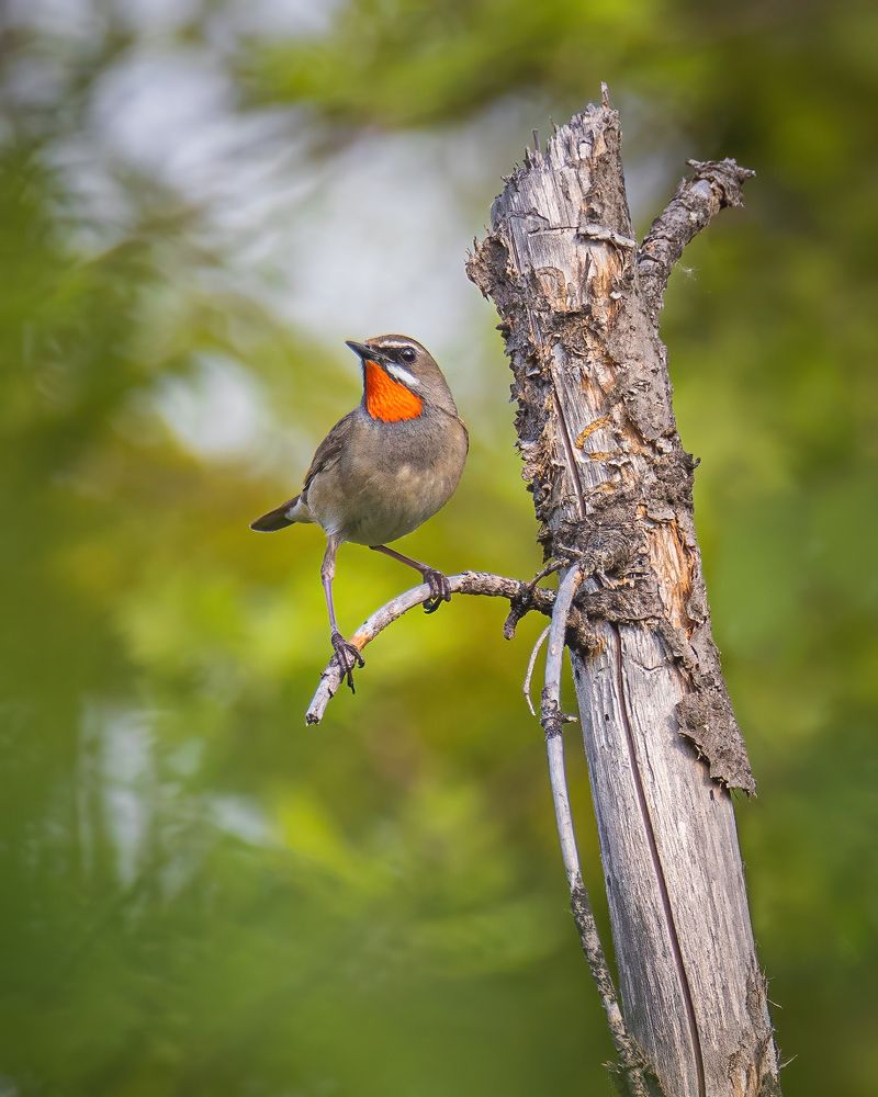 Photograph by Дина Нестеркова