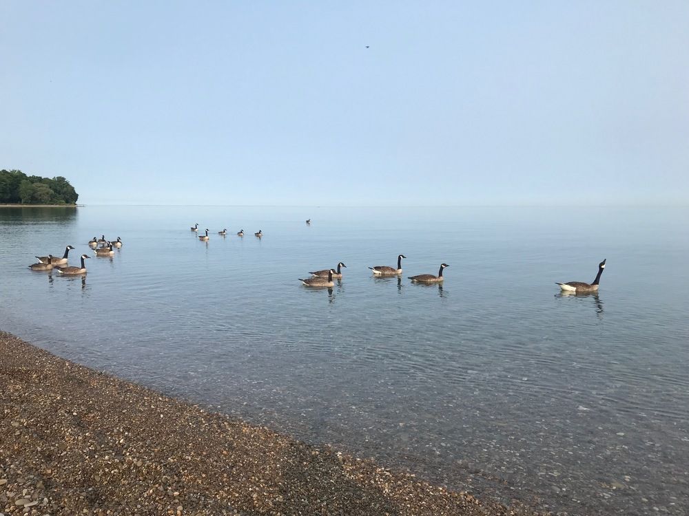 Flock of Geese on Lake Erie