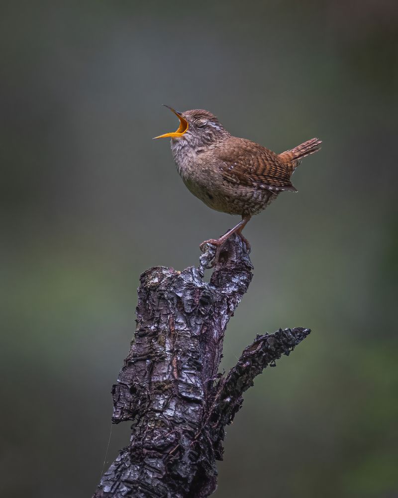Photograph by Дина Нестеркова