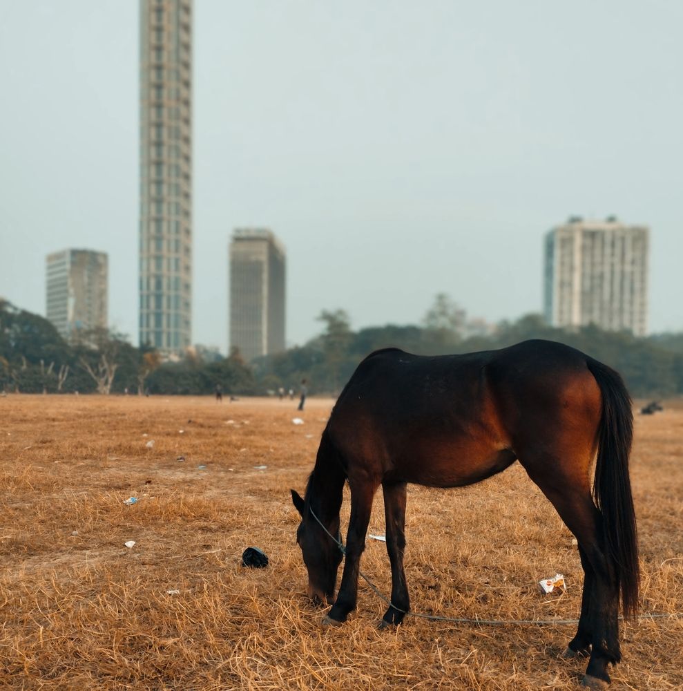 Photograph by Rajarshi Das
