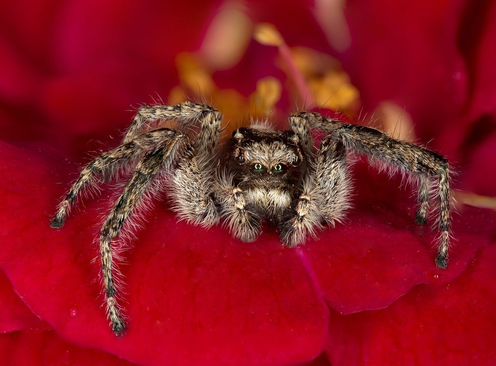 Photograph by Reza Feizy