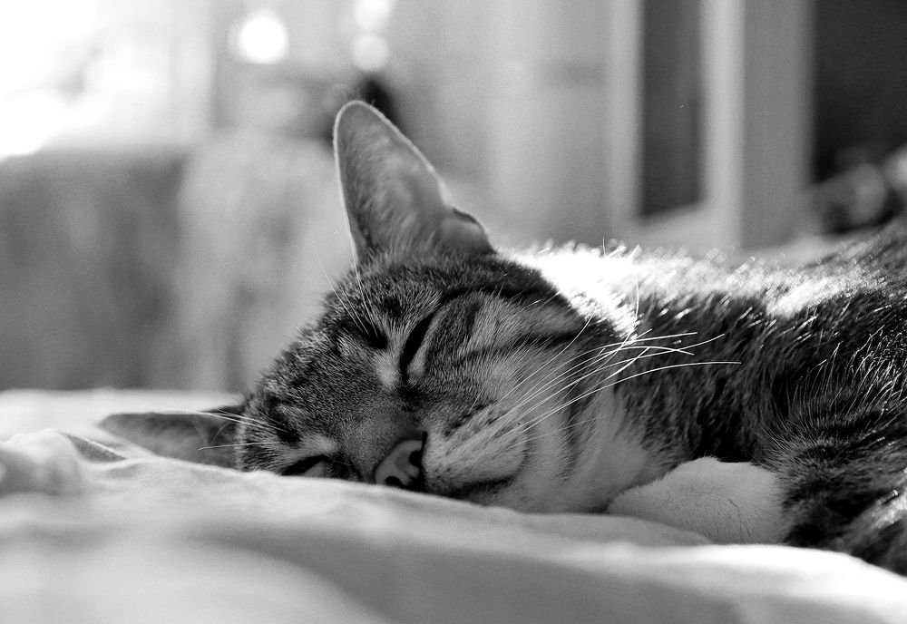 Фотография автора Кулешов Сергей